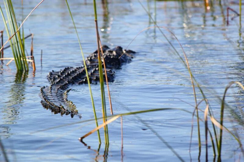 Miami: Everglades Airboat Alligator Tour with Transfer - Logistics and Value