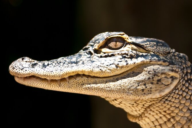 Miami: Everglades Airboat Ride With City Tour and Cruise Add on - Tour Overview and Inclusions