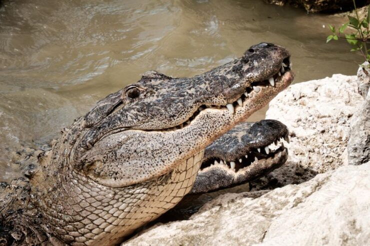 Miami: Everglades Airboat & Wildlife Experience - Experience Highlights