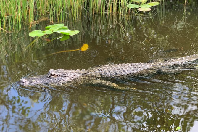 Miami Everglades Experience Airboat Ride, Wildlife Show, and Bus Transfer - Entertainment and Education
