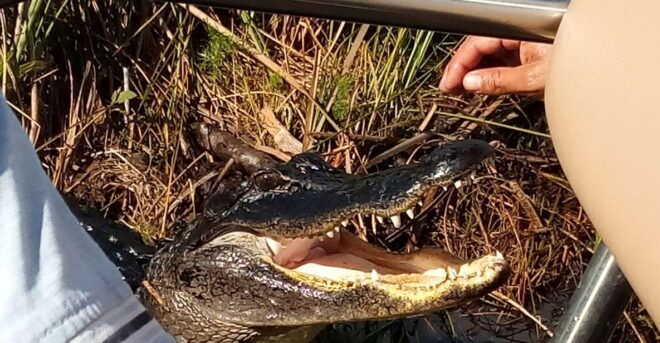 Miami: Everglades Full-Day Tour With 2 Boat Trips and Lunch - Additional Activities and Tours