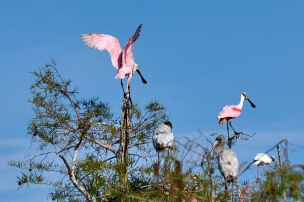 Miami: Everglades Full-Day Tour With 2 Boat Trips and Lunch - The Sum Up