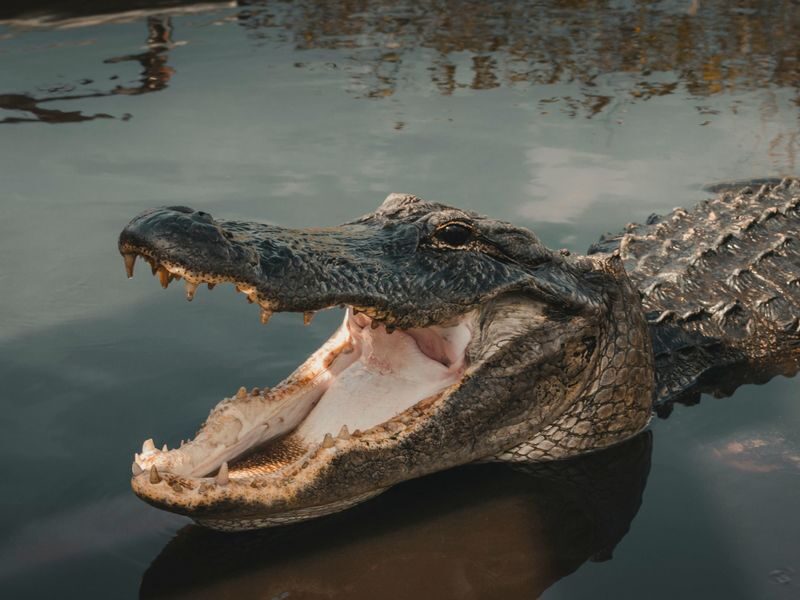 Miami Everglades Holiday Park Half-Day Wildlife Tour - An hour on the airboat
