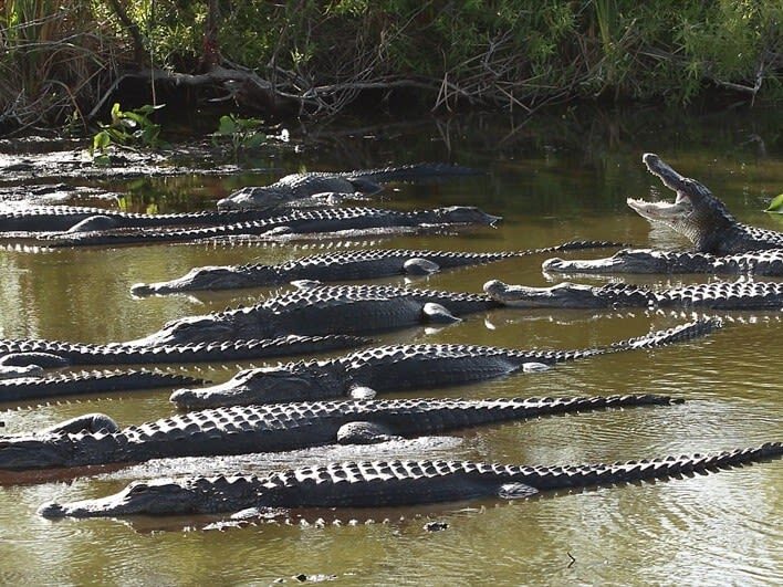 Miami Everglades Holiday Park Half-Day Wildlife Tour - The value, and the price question