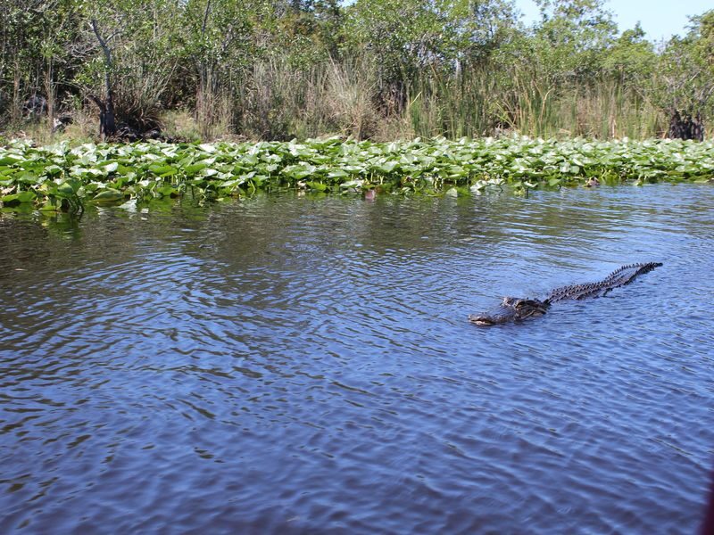 Miami Everglades Holiday Park Half-Day Wildlife Tour - Practical details for a smoother visit