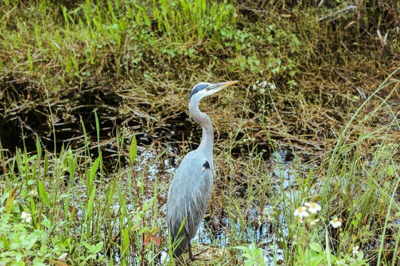 Miami: Everglades National Park Airboat Tour & Wildlife Show - Final Thoughts