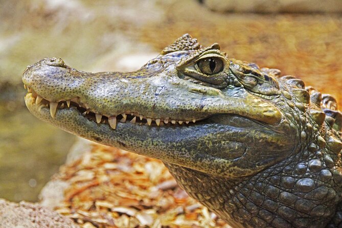 Miami Full Day Self-Guided Sightseeing Tour W/ Cruise and Everglades Airboat - Highlights of the Tour
