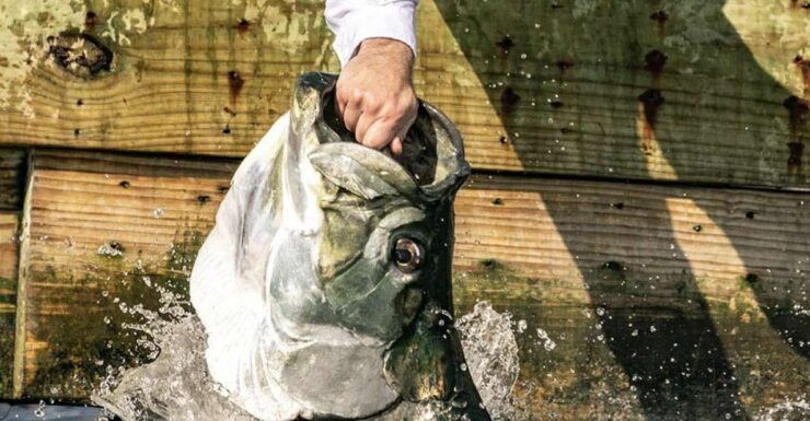 Miami: Giant Fish Feeding Experience - Booking and Logistics Details