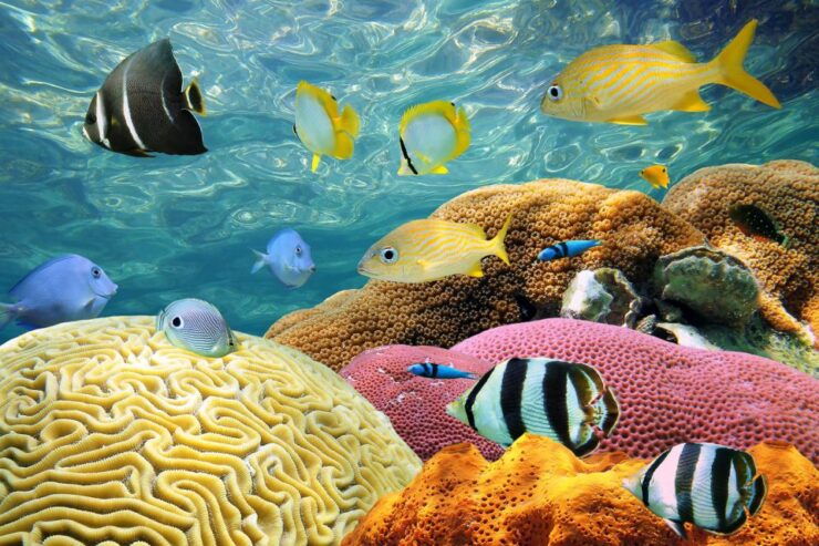 Miami: Key West Snorkeling Day Trip With Open Bar - Activity Details