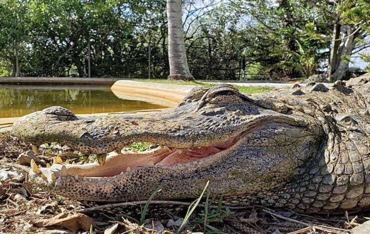 Miami: Original Everglades Airboat Tour & Alligator Exhibit - Experience Highlights