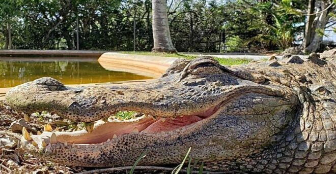 Miami: Original Everglades Airboat Tour & Alligator Exhibit - Important Reminders