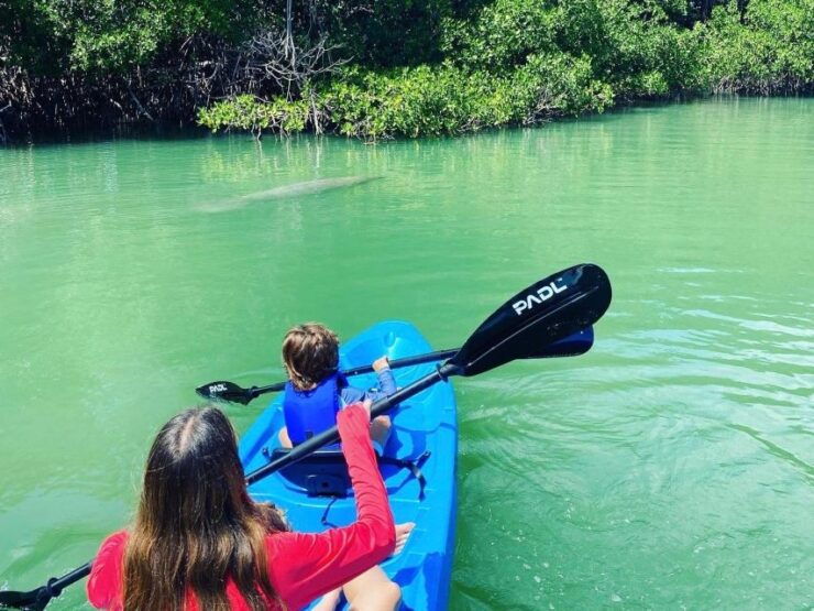 Miami: Paddle Board or Kayak Rental in Virginia Key - Good To Know