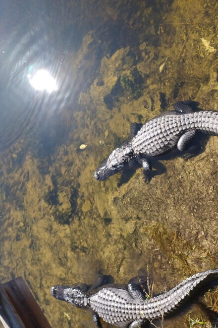Miami: Private Everglades Eco Tour - Eco-friendly Tour Experience