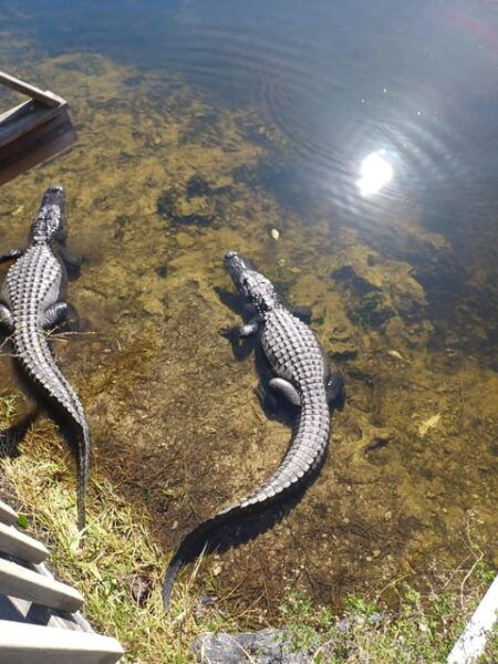 Miami: Private Everglades Eco Tour - Customer Reviews and Ratings