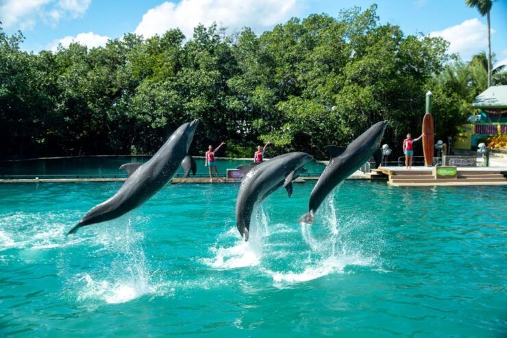 Miami: Seaquarium Entrance Ticket With Dolphin Encounter - Experience Highlights