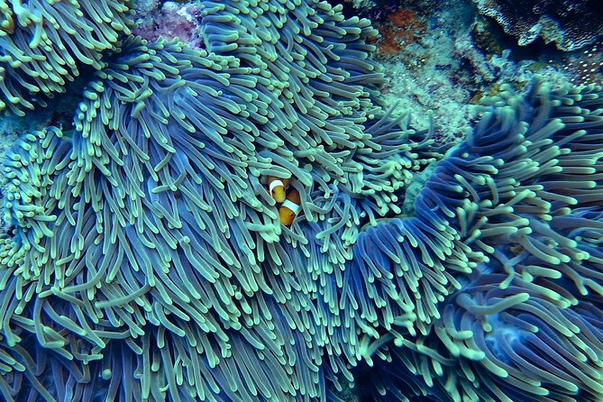 Miami: Snorkeling Adventure in Miami for Beginners - Miami Snorkeling Adventure Overview