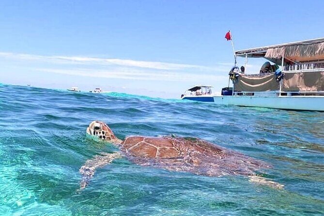 Miami: Snorkeling Experience - In The Sum Up