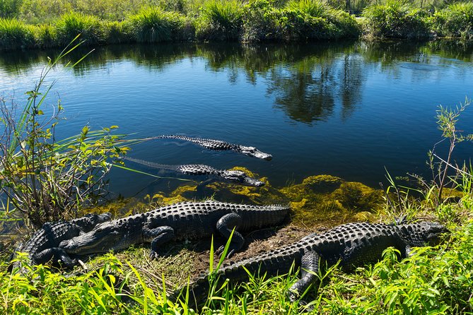 Miami Super Saver: Everglades Airboat Adventure and Miami City Tour - Positive Feedback on the Everglades Tour