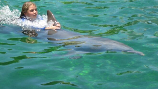 Miami: Swim With Dolphins Experience With Seaquarium Entry - Important Information