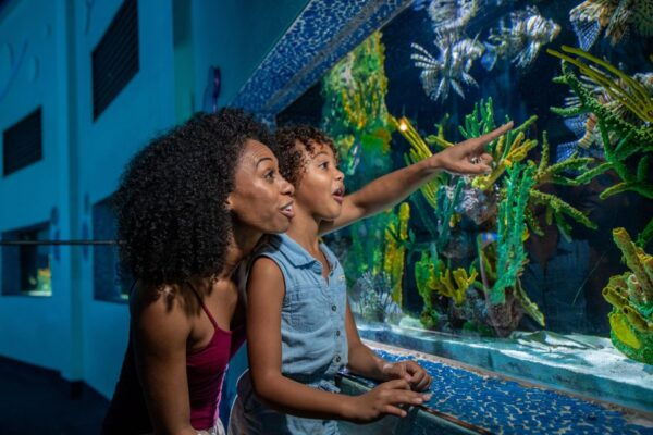 Miami: Swim With Dolphins Experience With Seaquarium Entry - Customer Reviews