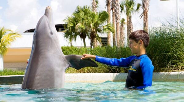 Miami: Swim With Dolphins Experience With Seaquarium Entry - Common Questions