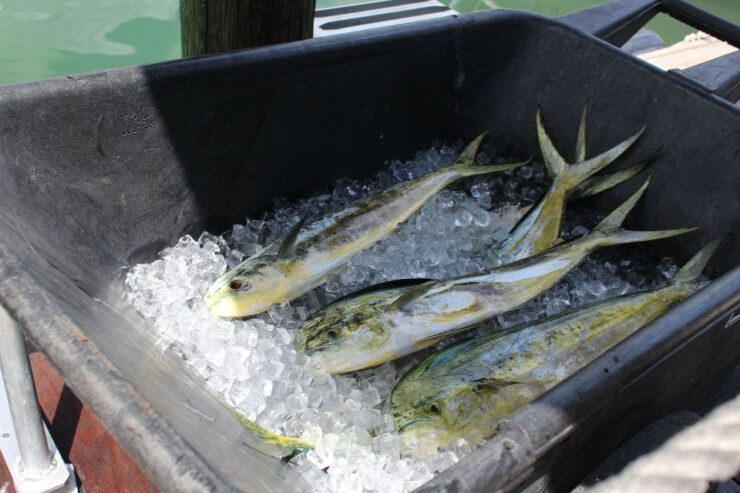 Miami to Key West Shuttle: Dolphin, Snorkeling & More - Experience Options