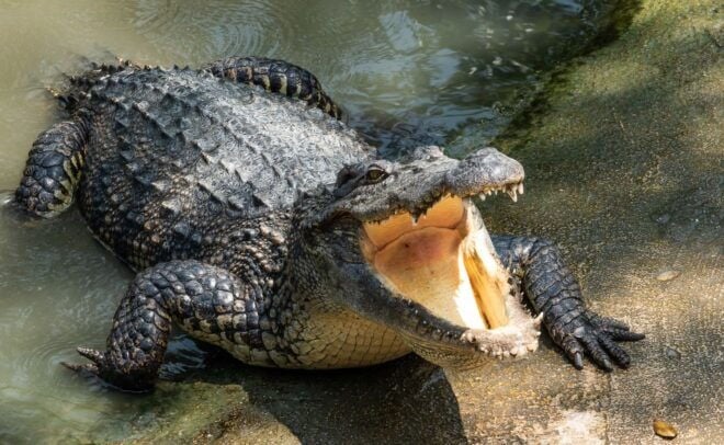 Miami : Tour Des Everglades D'une Demi-Journée. - Experiencing the Unique Everglades Ecosystem