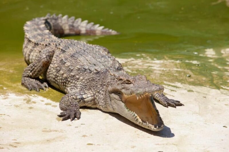 Miami: Triple combo Everglades, City & Cruise tour (2 days) - Authentic Experiences and Traveler Insights