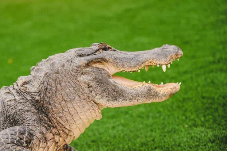 Miami: Wild Everglades Airboat Ride and Gator Encounters - Itinerary and Transportation