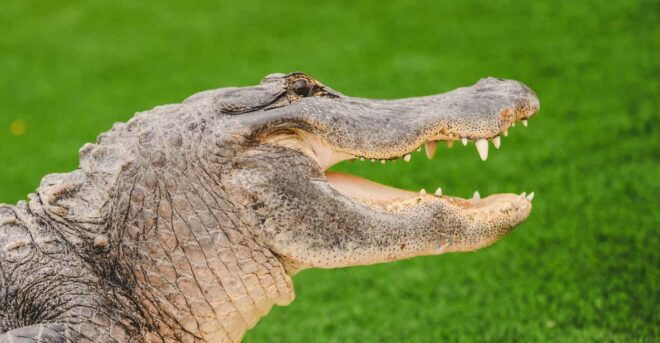 Miami: Wild Everglades Airboat Ride and Gator Encounters - Airboat Tour Highlights