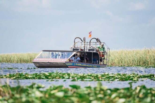 Miami: Wild Everglades Airboat Ride and Gator Encounters - Wildlife Encounters