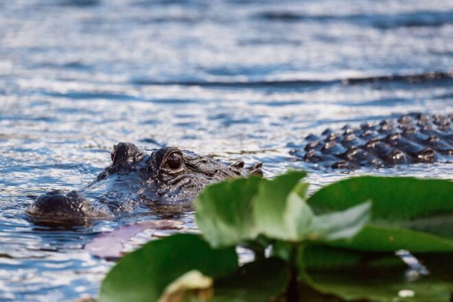 Miami: Wild Everglades Airboat Ride and Gator Encounters - Alligator Presentation