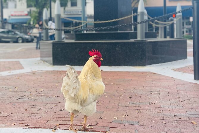 Miamis Most Authentic Walking Tour of Little Havana - Pricing and Booking Details
