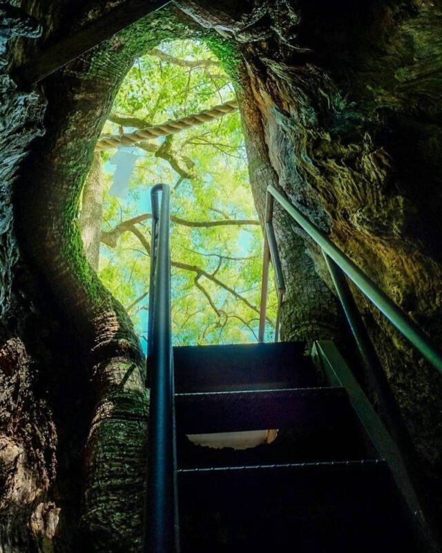 Michelin Kumano Kodo Pilgrimage & Nachi Falls Day Tour from Nagoya - Is $67.10 good value?