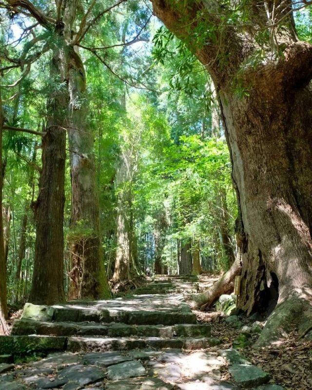 Michelin Kumano Kodo Pilgrimage & Nachi Falls Day Tour from Nagoya - Who should book this trip?