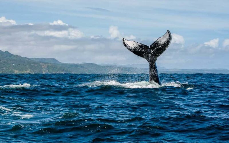 Miches : Private Whale Watching Samana bay - Good To Know