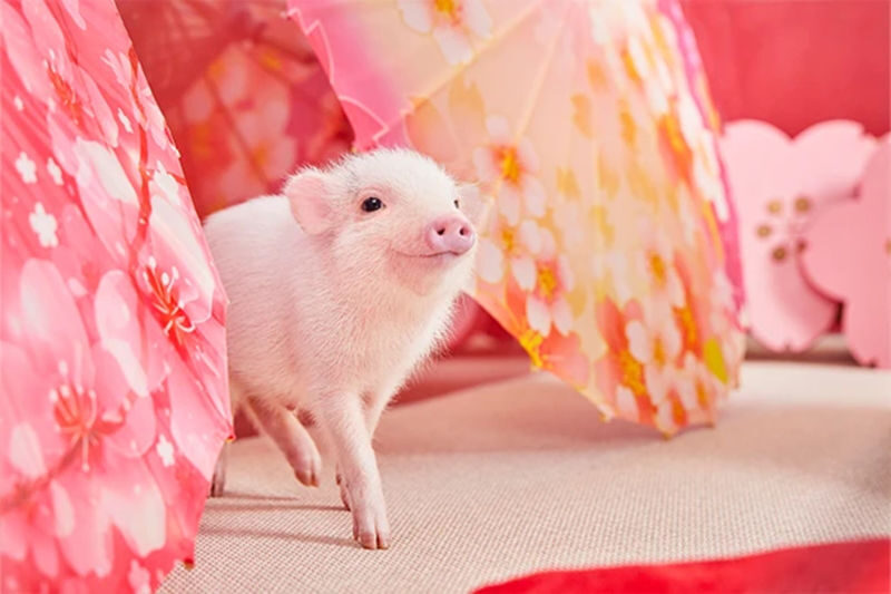 Micro Pig Cafe Experience in Aasakusa - What to know before you book