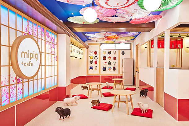 Micro Pig Cafe Experience in Aasakusa - Comfort, smell and cleanliness