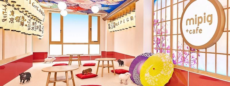 Micro Pig Cafe Experience in Aasakusa - Is the one-hour price worthwhile?