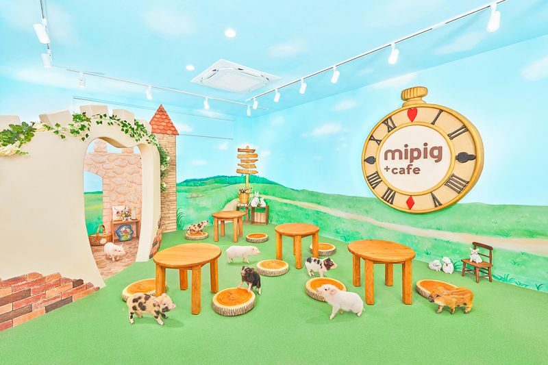 Micro Pig Cafe Experience in Fukuoka Tenjin - The essentials before you book