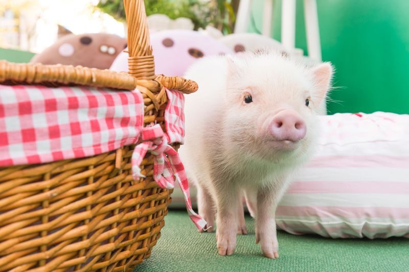Micro Pig Cafe Experience in Fukuoka Tenjin - What the hour includes, and what it does not