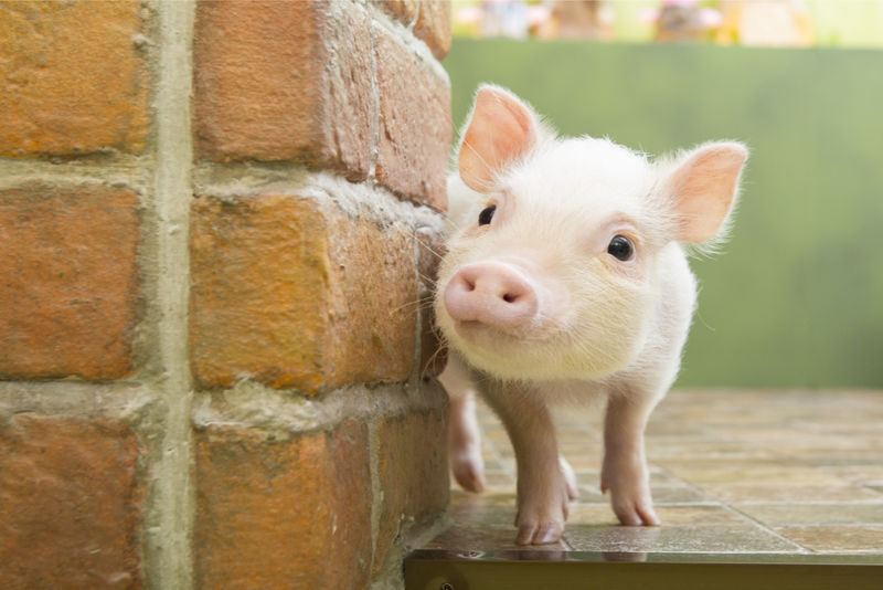Micro Pig Cafe Experience in Harajuku - The donut and drink are extras, not the main course