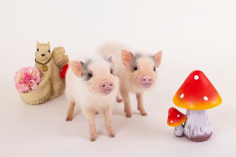 Micro Pig Cafe Experience in Hokkaido - At a glance: pigs, timing, and practical details