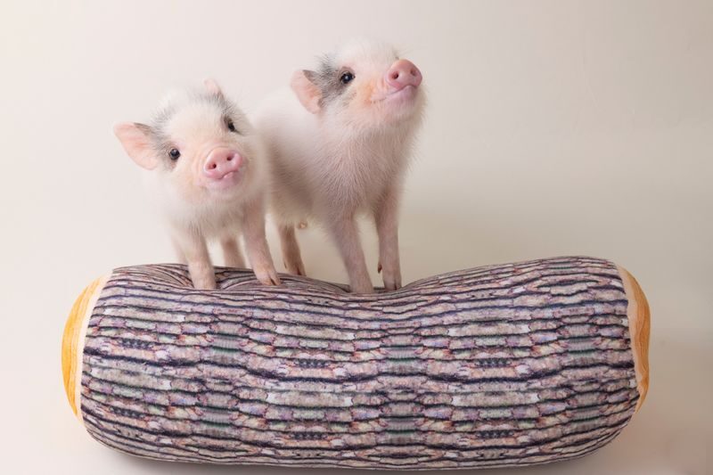 Micro Pig Cafe Experience in Hokkaido - Finding Mipig Cafe on the third floor