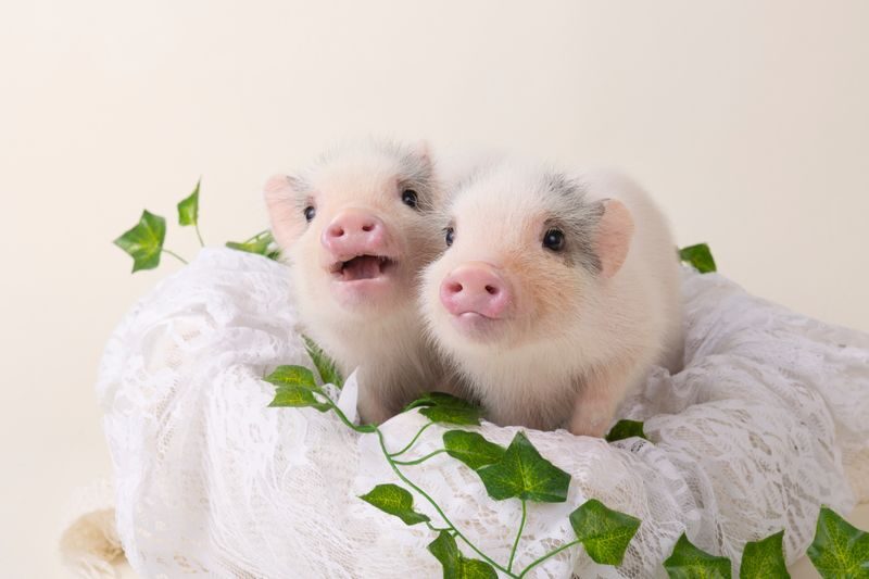 Micro Pig Cafe Experience in Hokkaido - The pigs are cuddly, but not toys