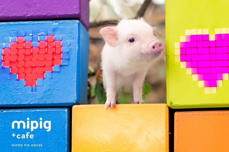 Micro Pig Cafe Experience in Ikebukuro Tokyo - Key points before you book