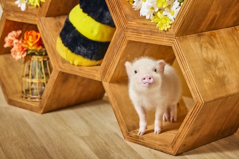 Micro Pig Cafe Experience in Ikebukuro Tokyo - Drink, donut and postcard: useful extras, not the main event