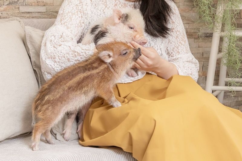 Micro Pig Cafe Experience in Ikebukuro Tokyo - Value, timing and service