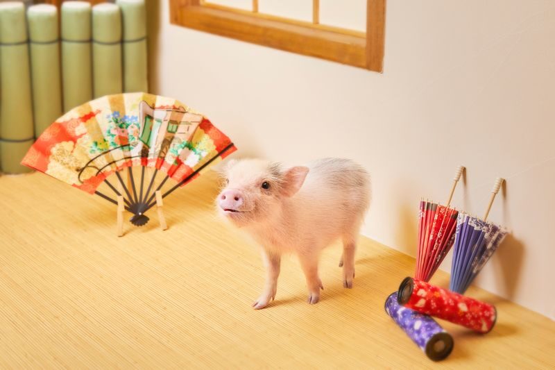 Micro Pig Cafe Experience in Kyoto - The pigs are the main attraction, but they have their own plans