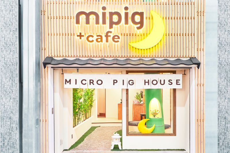 Micro Pig Cafe Experience in Kyoto - Is the $20.85 starting price good value?